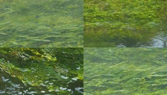 水流合集 溪流 水流过草地 空镜头高清在线视频素材下载