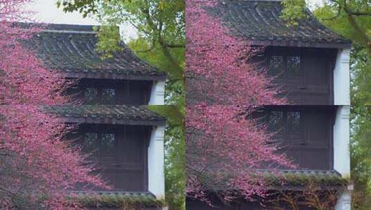 杭州西湖都锦生故居梅花风景高清在线视频素材下载