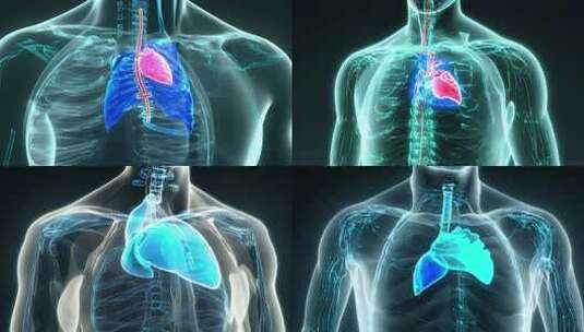 科技感全息人体器官内脏展示高清在线视频素材下载