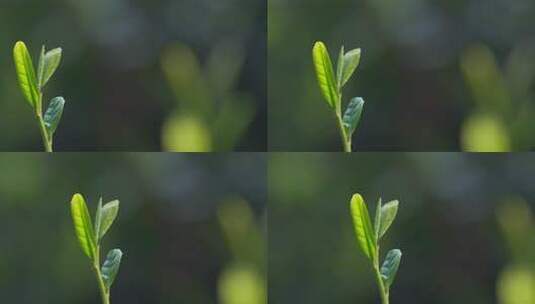 春天茶叶嫩芽牙尖特写高清在线视频素材下载