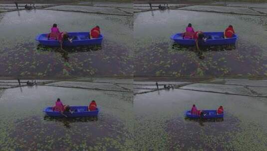 雷波马湖莼菜高清在线视频素材下载