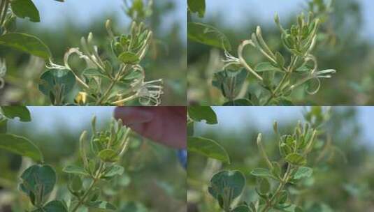 金银花 金银花种植 金银花收获高清在线视频素材下载