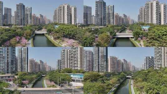 深圳市后海中心河紫花风铃木航拍高清在线视频素材下载