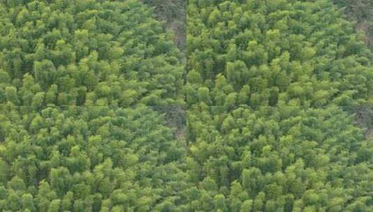 安徽皖南山区高山上的绿色竹林航拍高清在线视频素材下载