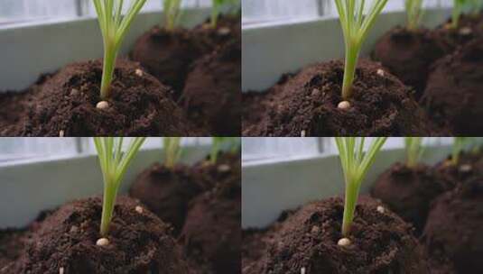 室内植物种子发芽生长画面高清在线视频素材下载