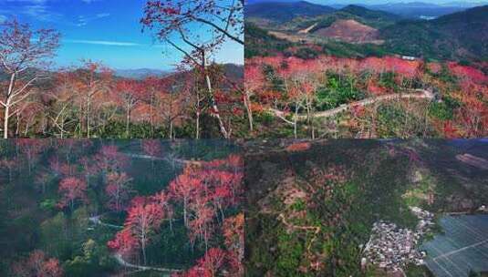 海南陵水芭蕉村木棉花航拍4k高清在线视频素材下载