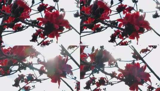 盛开的红色木棉花特写高清在线视频素材下载