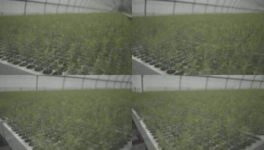 苗圃里的树苗多莉高清在线视频素材下载