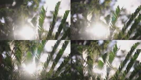 透过树叶看阳光高清在线视频素材下载