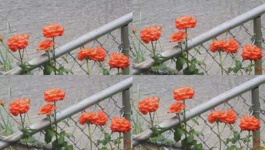 雨中的玫瑰花高清在线视频素材下载
