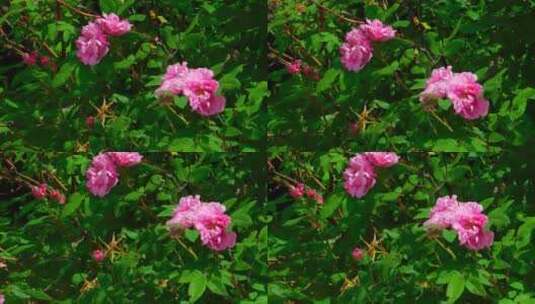 粉红色的花在晃动高清在线视频素材下载