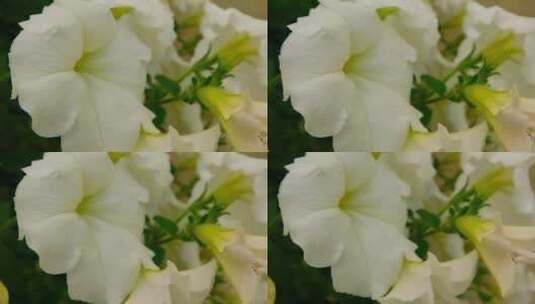白色花朵特写镜头高清在线视频素材下载