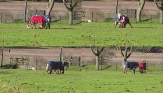 两匹马在草地上玩耍高清在线视频素材下载