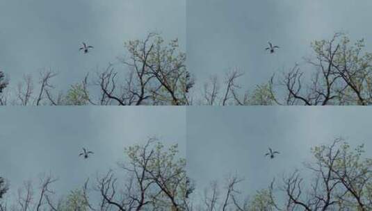 无人机飞过树枝高清在线视频素材下载