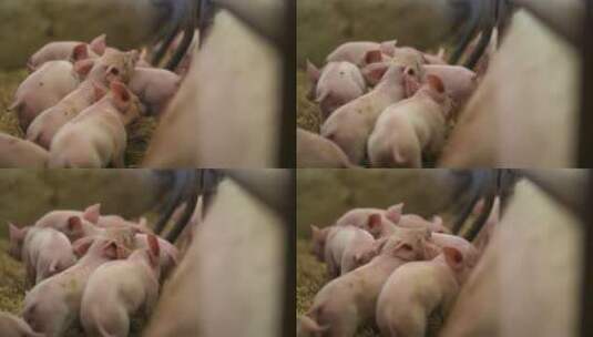 猪圈里的小猪仔高清在线视频素材下载