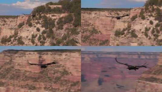 一只火鸡秃鹫飞越大峡谷高清在线视频素材下载