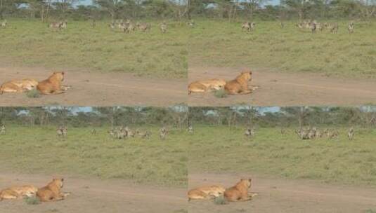 一只雌狮专注地看一群斑马高清在线视频素材下载