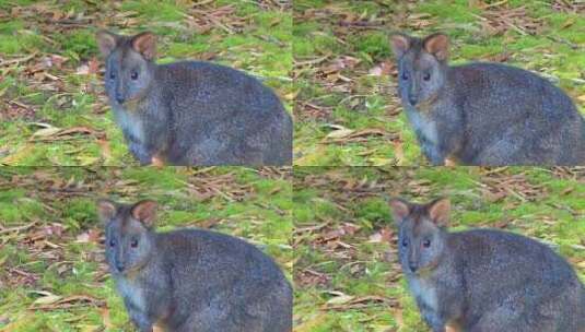 澳大利亚袋鼠高清在线视频素材下载