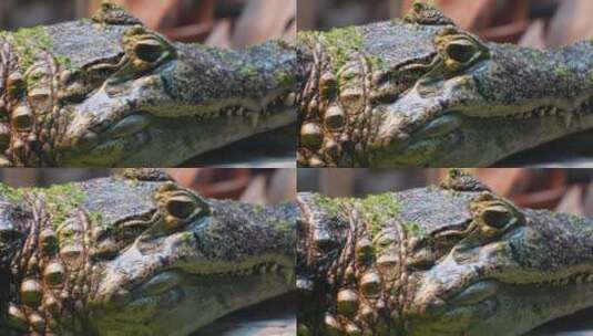 鳄鱼皮危险保护动物动物园高清在线视频素材下载