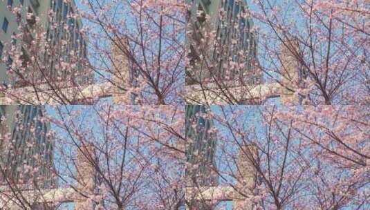 武汉理工大学春天蓝天下满树的樱花盛开高清在线视频素材下载