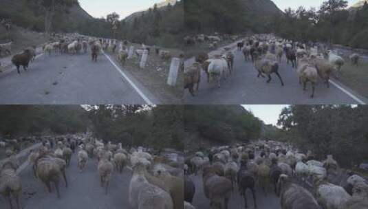 一群奔跑的羊高清在线视频素材下载