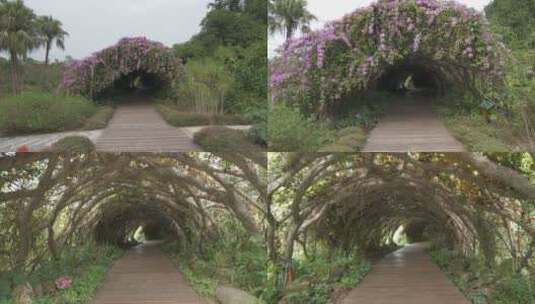 植物园的藤蔓植物绿色隧道高清在线视频素材下载