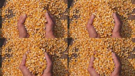 玉米丰收农民展示玉米收获的喜悦秋收三农高清在线视频素材下载