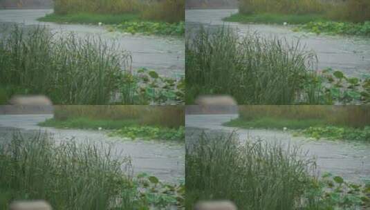 荷花芦苇雨中风雨池塘高清在线视频素材下载