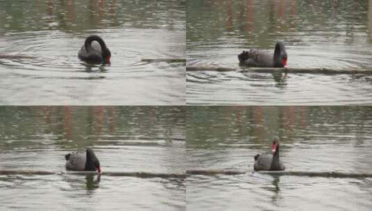 雨中戏水的黑天鹅高清在线视频素材下载
