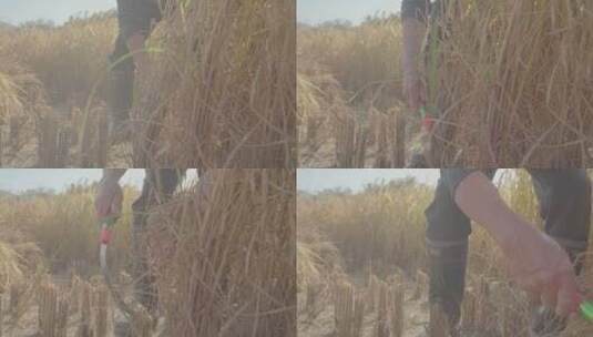 南方农民丰收收割小麦S-LOG2素材3高清在线视频素材下载