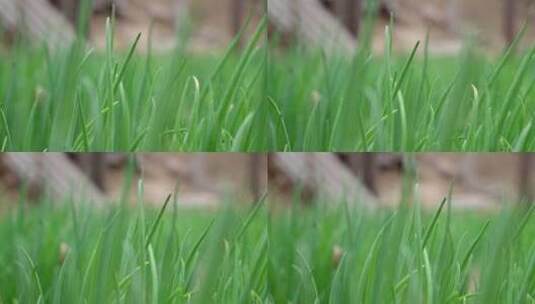 春天的青草高清在线视频素材下载