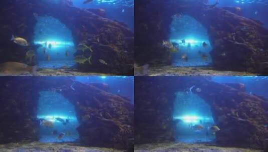 海底神秘深海世界海洋生物高清在线视频素材下载