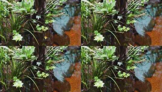 热带植物叶子爬山虎蕨类雨林缸高清在线视频素材下载