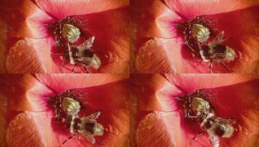 蜜蜂采花粉高清在线视频素材下载