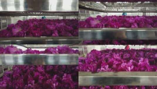 济南平阴玫瑰鲜花制作工艺高清在线视频素材下载