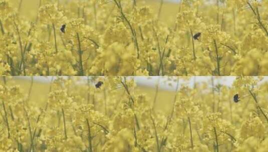 蜜蜂从一朵花飞到另一朵花高清在线视频素材下载