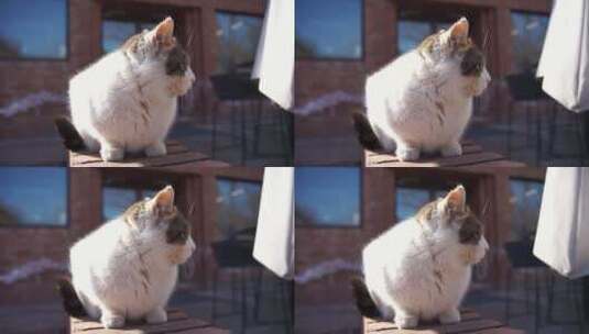 猫在阳台休息晒太阳高清在线视频素材下载