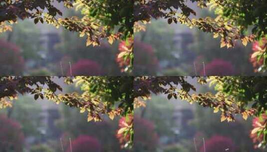 春光中的树叶树枝高清在线视频素材下载