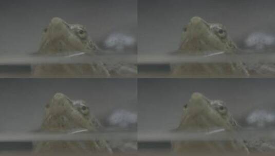乌龟头部微距LOG高清在线视频素材下载