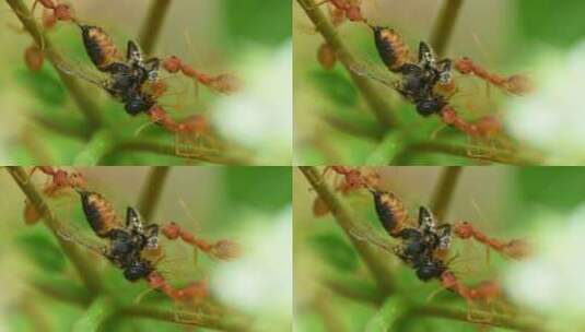 红色蚂蚁吃死苍蝇高清在线视频素材下载