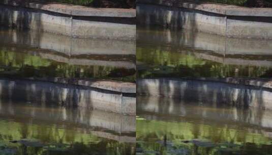 池塘倒影水面波纹反光高清在线视频素材下载