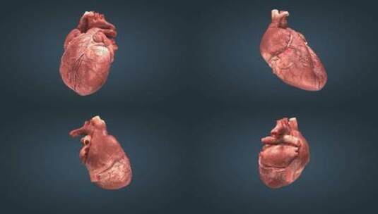 三维动画心脏跳动人体重要器官工作原理04高清在线视频素材下载