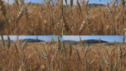 新疆江布拉克麦田小麦麦穗近距离特写高清在线视频素材下载