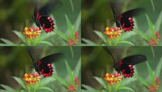 红黑相间的蝴蝶在花上飞舞高清在线视频素材下载