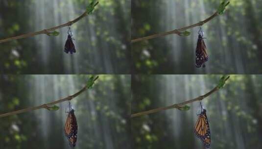 一只帝王蝶在戏剧性的树林中从蛹中出现高清在线视频素材下载