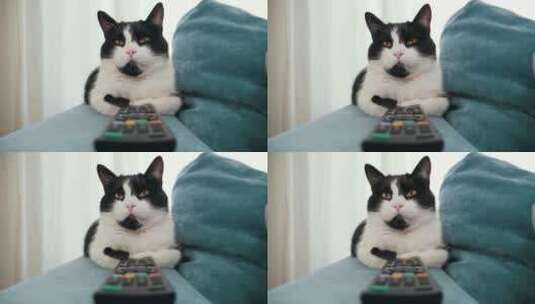 猫咪慵懒的趴在沙发上高清在线视频素材下载