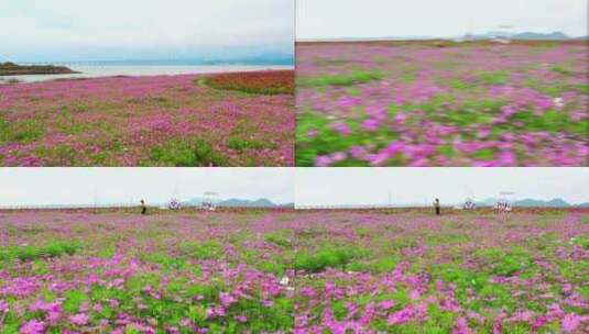 田园风光，治愈系风景，美好的一天又开始了高清在线视频素材下载