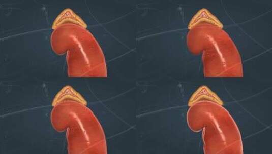 医学人体器官肾脏内分泌系统肾上腺三维动画高清在线视频素材下载