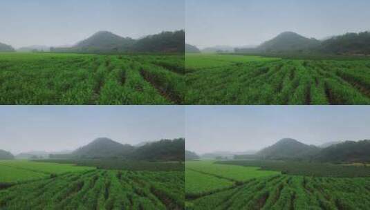甘蔗种植基地13高清在线视频素材下载