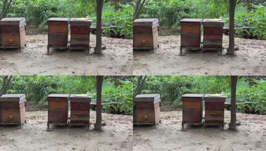 养蜂箱子高清在线视频素材下载